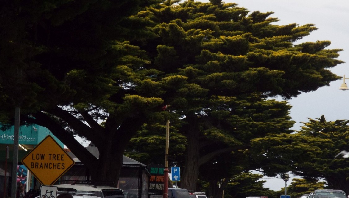 Cipressi lungo un viale in Australia